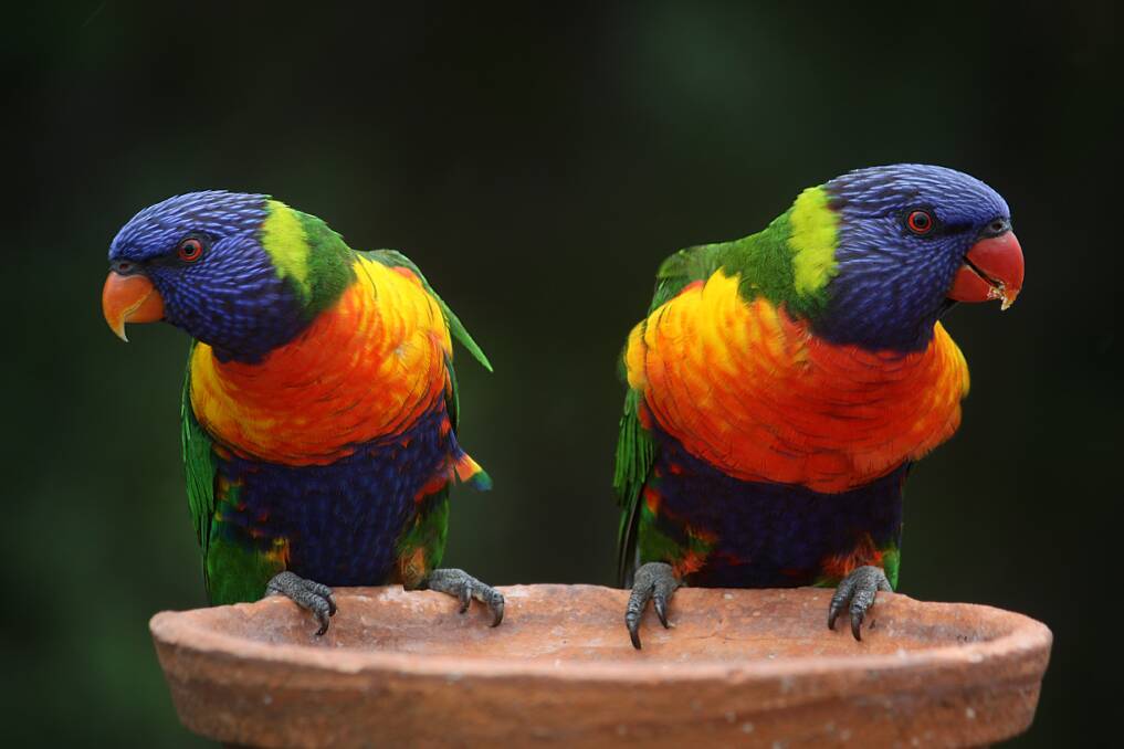 Birds of a Feather: An abundance of lorikeets has been noticed in Newcastle and Lake Macquarie, with gums in bloom. 