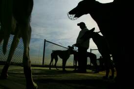 Greyhounds: The Gardens to lose two staff in GRNSW cutbacks
