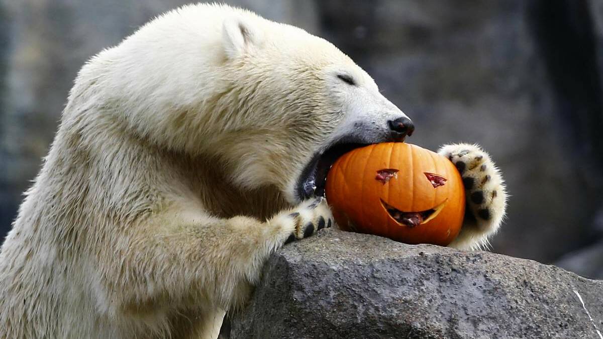 Not everyone loves Halloween, but to polar bears, natives of the northern hemisphere, it's a cultural thing. 