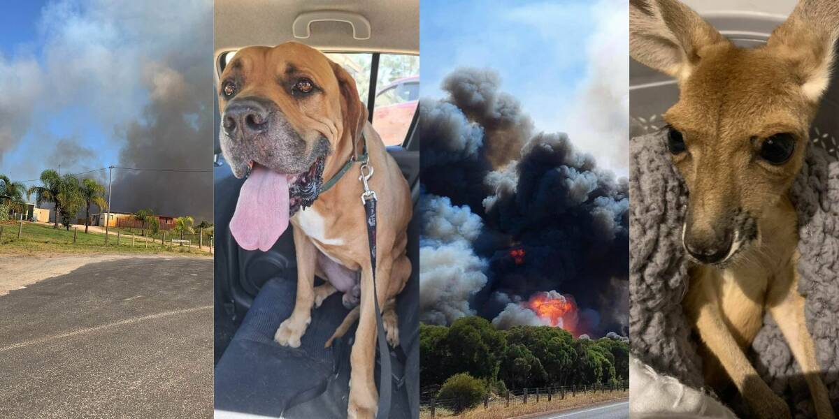 The bushfires blazing across WA are putting local animals and wildlife at risk, with volunteers dedicating their time to evacuating and protecting them. Photos: K9 Dog Rescue and River Wren Rescue. 
