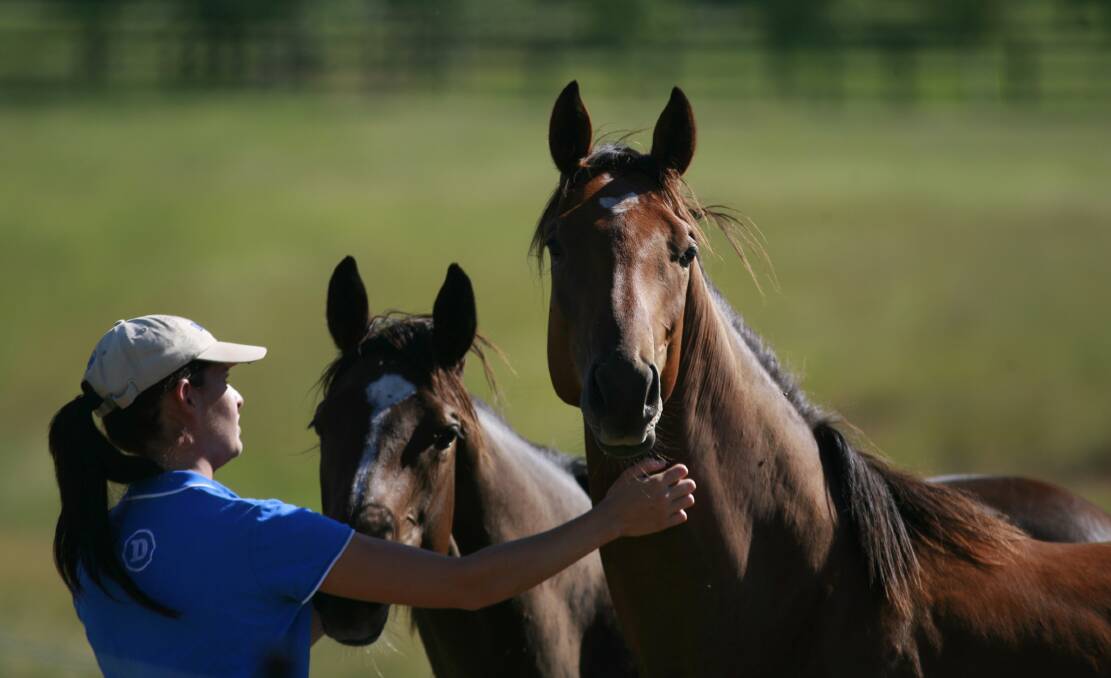 COAL V FOALS: Yearling Foreman Vanessa Faroe with yearlings at Darley Woodlands near Denman in the Hunter Valley. The Hunter Thoroughbred Breeders Association is fighting plans to expand Muswellbrook's Mt Pleasant coal mine. Picture: Peter Stoop 