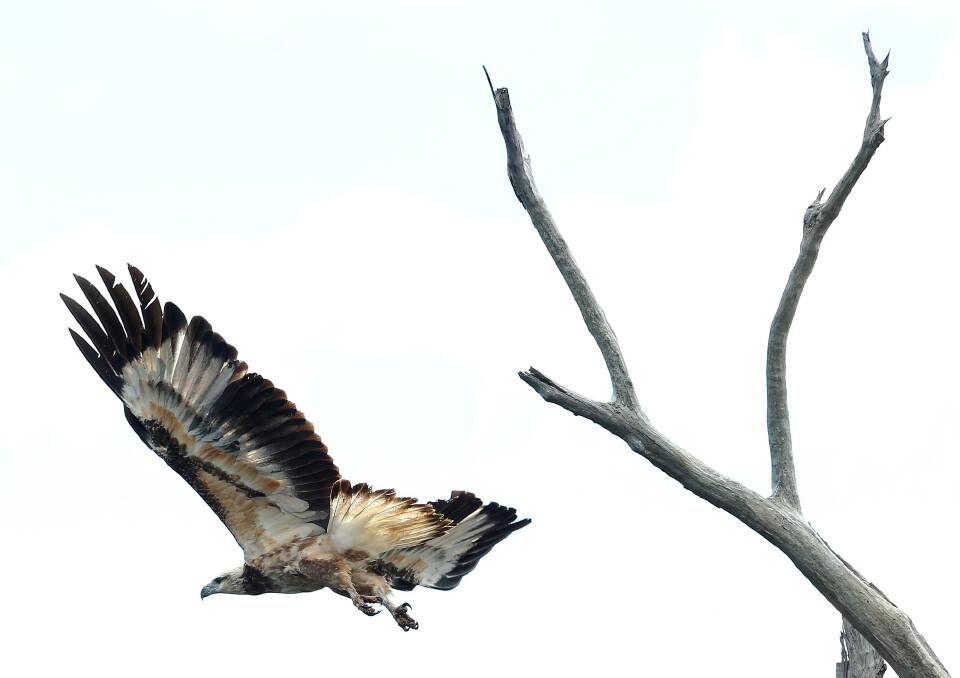 Wedgetail eagle takes off over Lake Glenbawn. Picture by Peter Lorimer