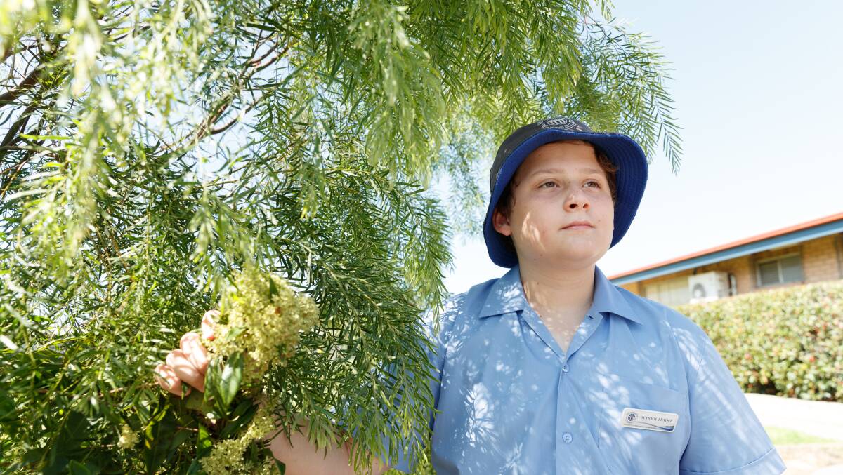 Lawson Griffin with the Lemon Myrtle at Our Lady of Lourdes Primary School. Picture: Max Mason-Hubers