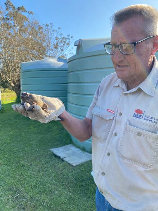 Local Land Services staff member Laurie Mullen, with one of the toads found at Mandalong. Picture supplied. 