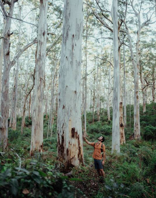 Boranup Karri forest. Picture: Tourism Western Australia