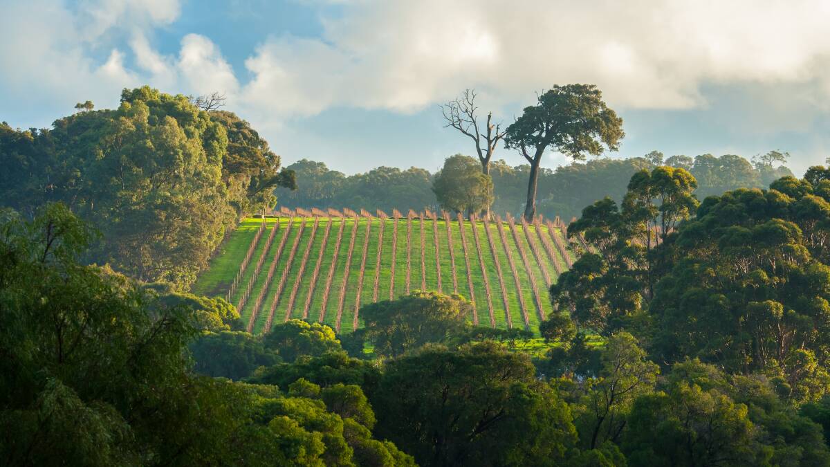 Margaret River vineyards. Picture: Getty Images
