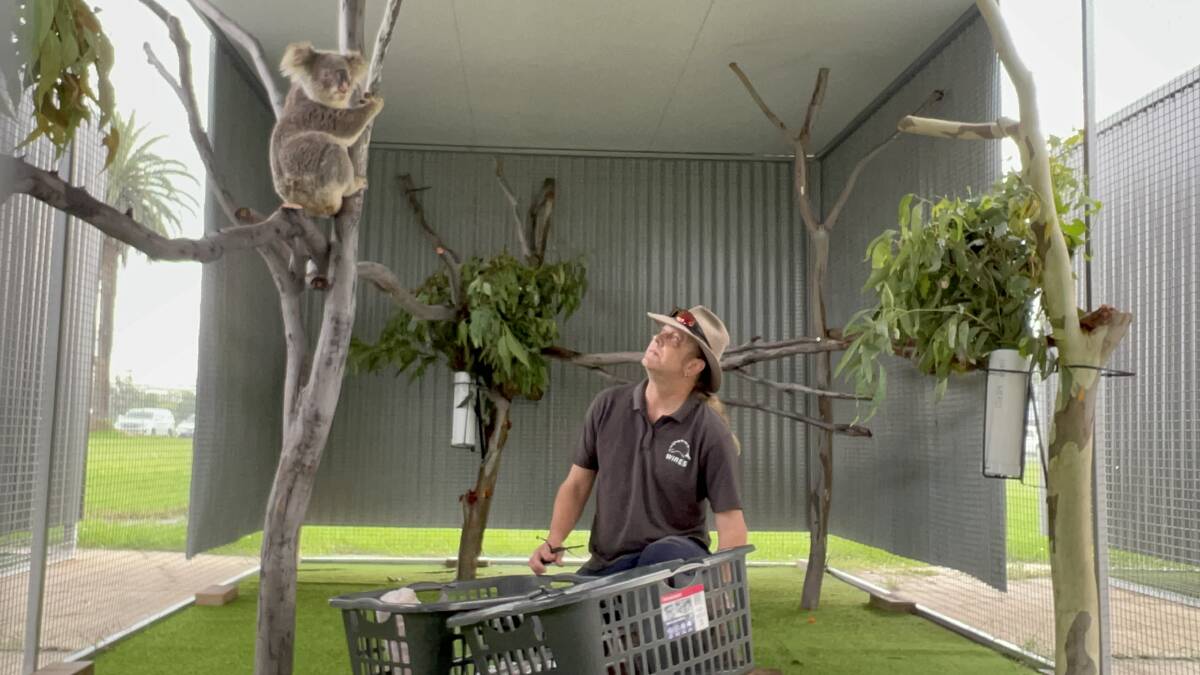 'Monty Colo', a koala with chlamydia rescued from Upper Colo north-west of Sydney, explores his new home with carer Morgan Philpott at the WIRES koala rehabilitation centre in Richmond on December 3, 2021. Picture: Saffron Howden