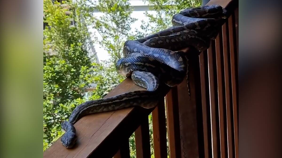 The first two carpet pythons (pictured) were a male and female entangled on the balcony ledge. Snake catcher Stuart McKenzie said "it looks like they were about to mate". 