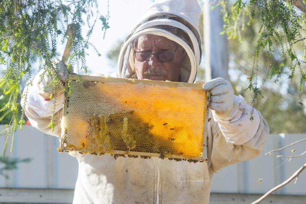 LOCAL BEES: Tom Cherry attending to one of his hives. Picture: DARREN HOWE