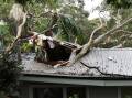 Weather damage: Heavy winds caused two trees to fall on a house and two neighbouring residences in New Lambton on 1st April. Picture: Peter Lorimer