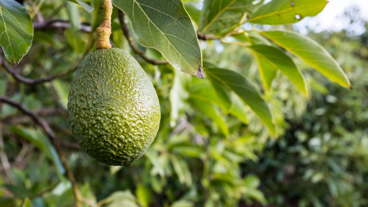 Avocado. Picture by Shutterstock.