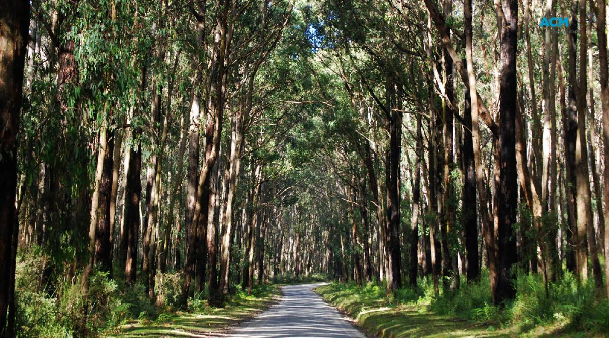 A shady regional Australian road. Picture via Canva