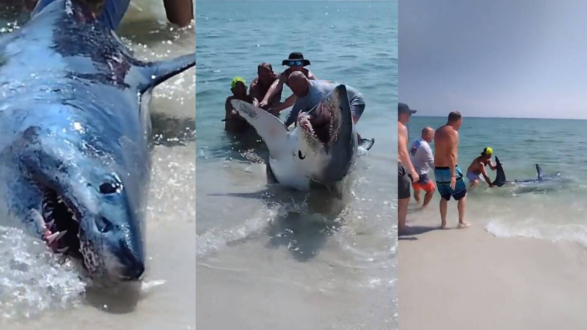 Still images from footage of four beachgoers returning a mako shark to the ocean in Pensacola. Picture via WKMG