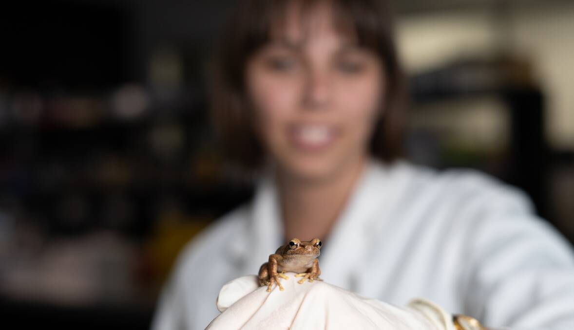 Dr Rose Upton with Littlejohn's Tree Frog. Picture supplied