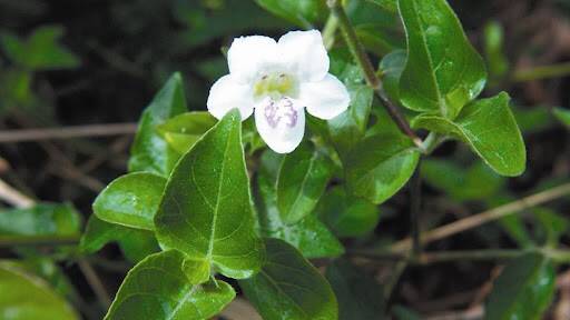 The Chinese violet (Picture supplied)