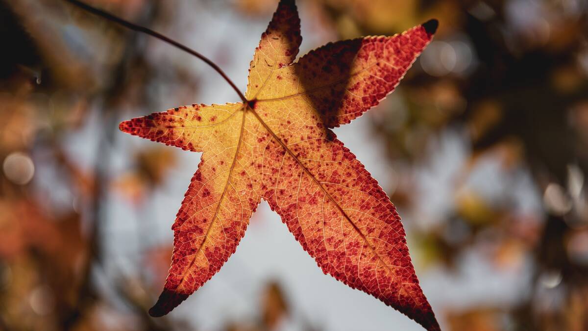 Autumn brings beautiful leaves but crisp temperatures. Picture by Marina Neil 