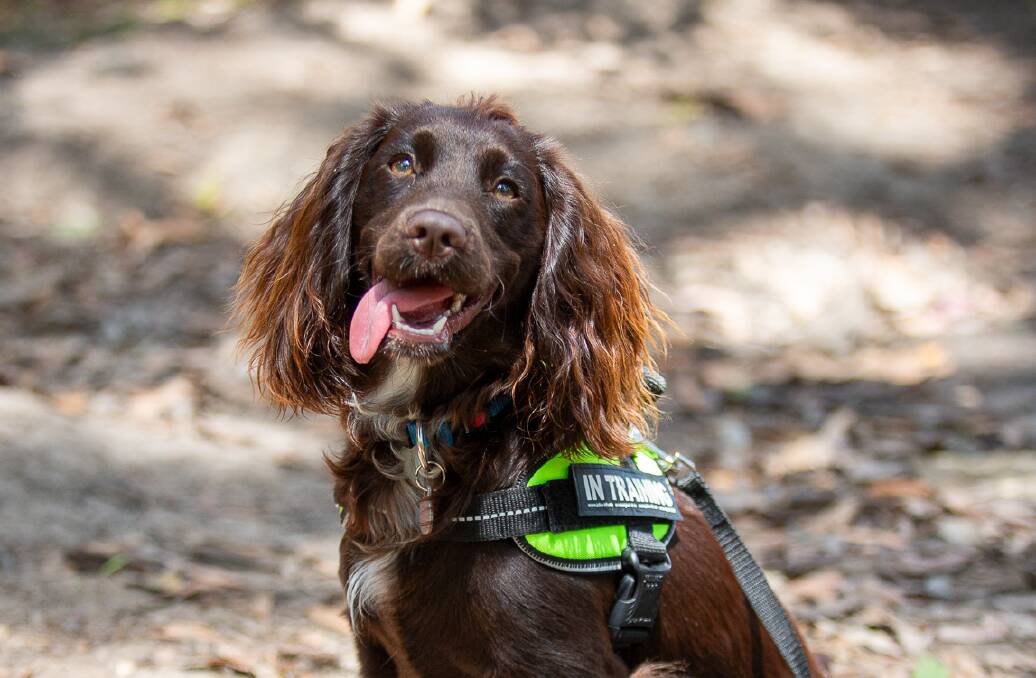 Daisy the cocker spaniel has been trained to sniff out the noxious weed. Picture supplied
