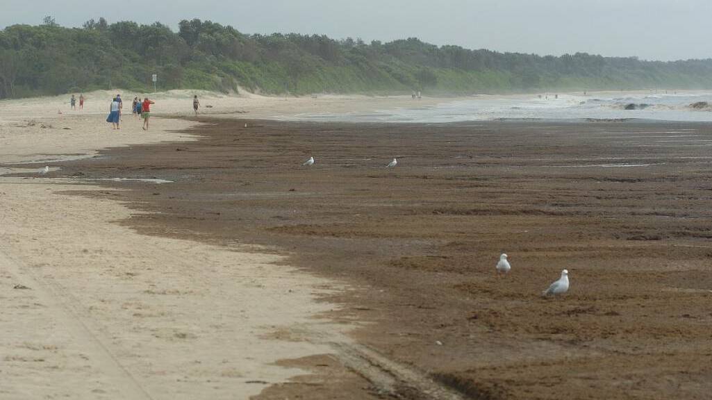 The Hasting region was hit hard by a seaweed bloom in 2005. Picture file
