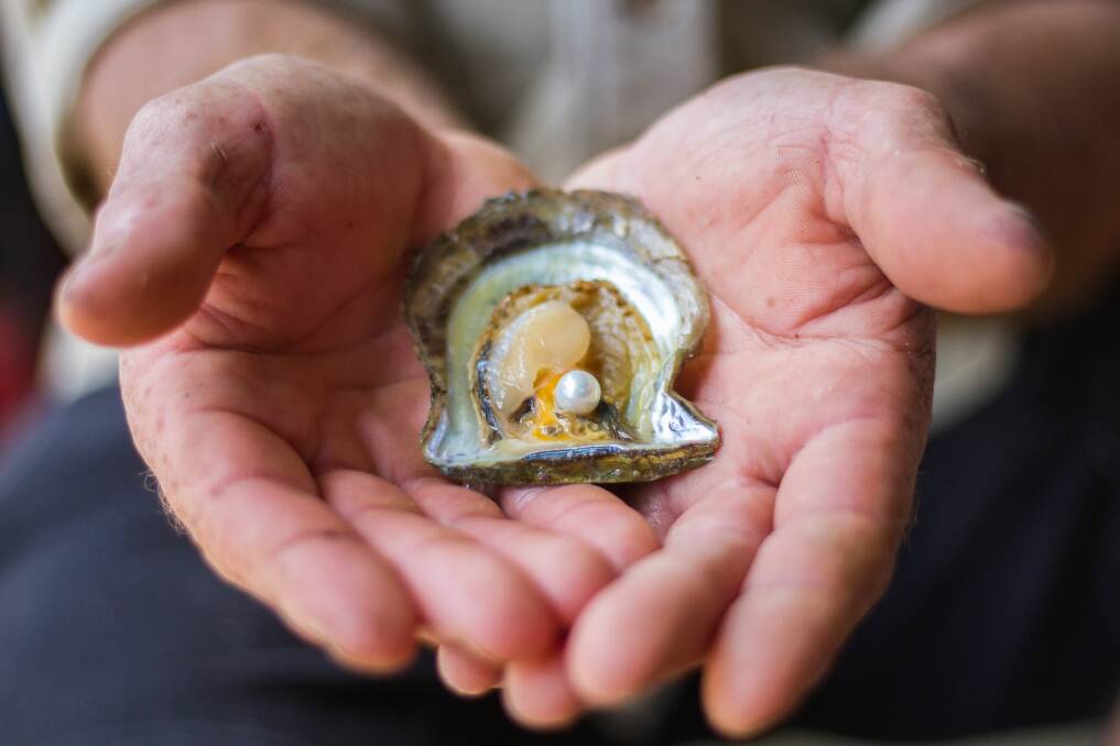 The bounty: A pearl harvested from an oyster grown for Pearls of Australia.