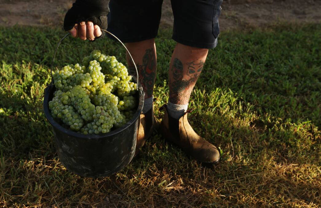 First pick: A bucket of chardonnay grapes from the Winmark vineyard at Broke. On the cover: Steve Doner. Picture: Simone De Peak