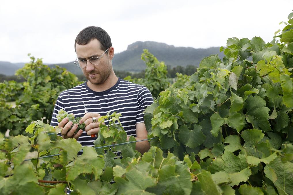 Caption: Ollive Margan inspecting semillon grapes in the Margan's Ceres Hill vineyard. Picture: Chris Elves