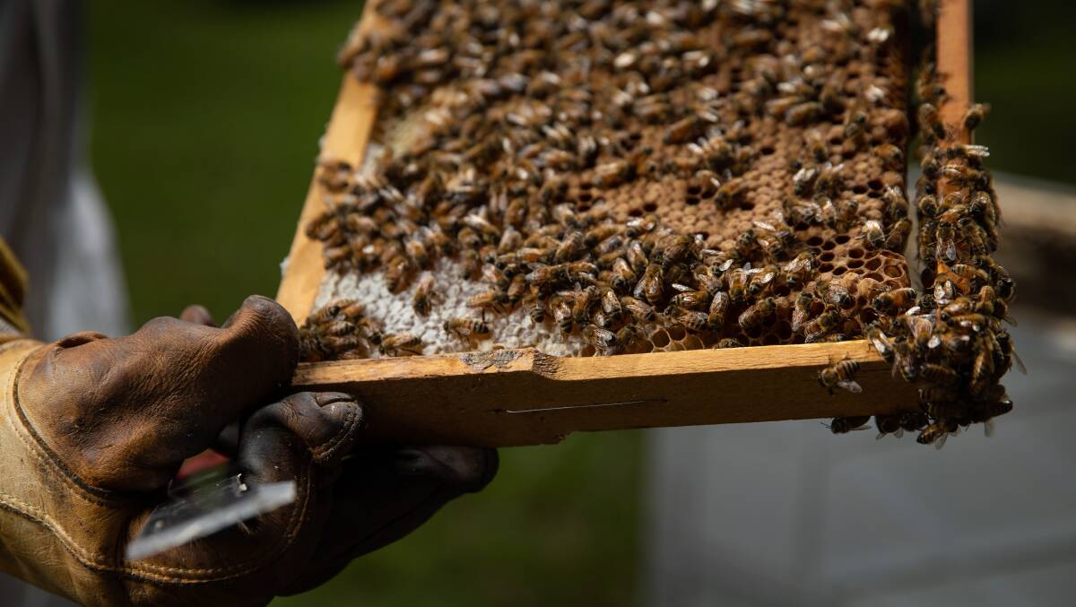 Honeyland: Bees on a frame from a hive tended to by the two retirees who run 2 Pops Honey. Picture: Marina Neil