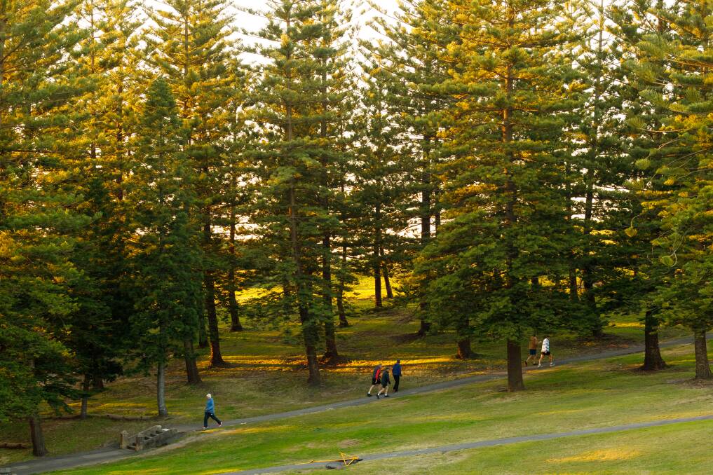 MUST BE KEPT: The beautiful stand of Norfolk Island pines in King Edward Park. Picture: Max Mason-Hubers