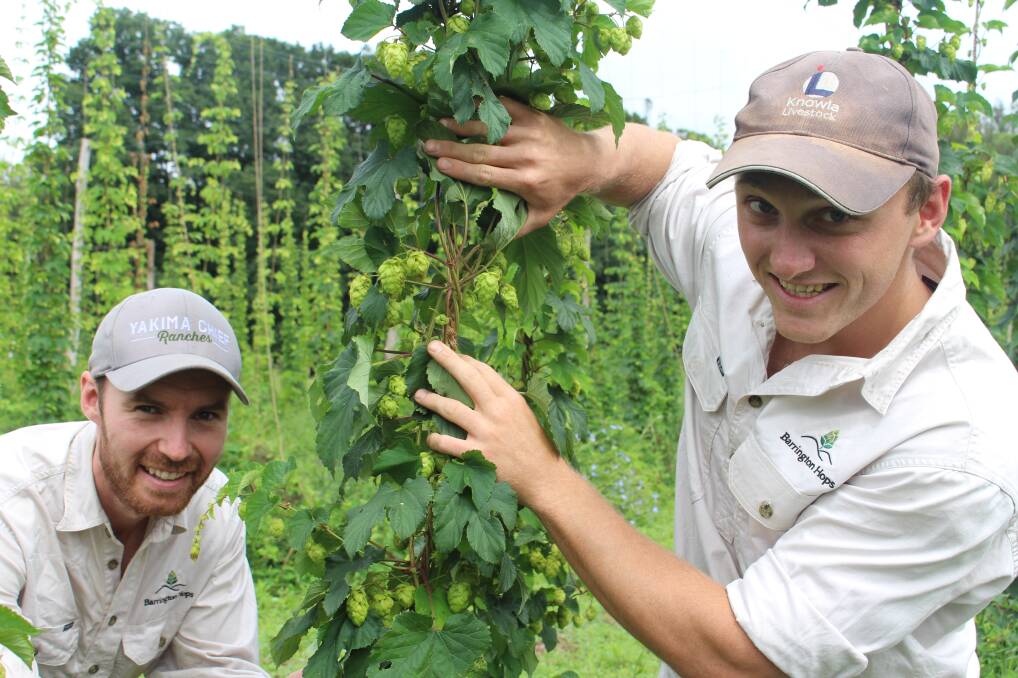 Harvest time: Angus Groves and Sandy Laurie with hops still on the bine at the Barrington property. Pictures: Daniel Honan