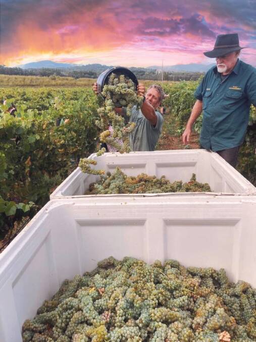 New: Shayne Hudson watches as pecorino grapes are harvested at Steven vineyard, De Iuliis Wines. Picture: C.Woods HVV Management.