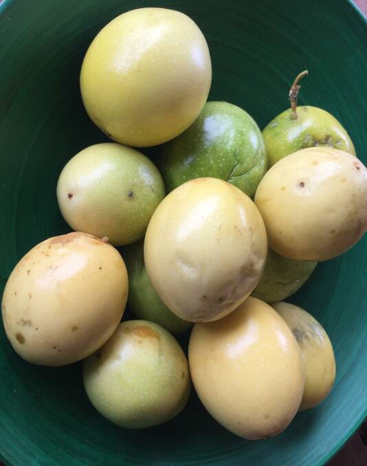 Fresh: Newly-picked Panama 'gold' passionfruit. Picture: Jim Kellar