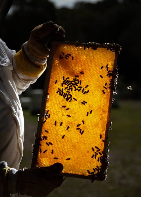 How sweet it is: A frame of bees and honey during harvesting. Picture: Marina Neil