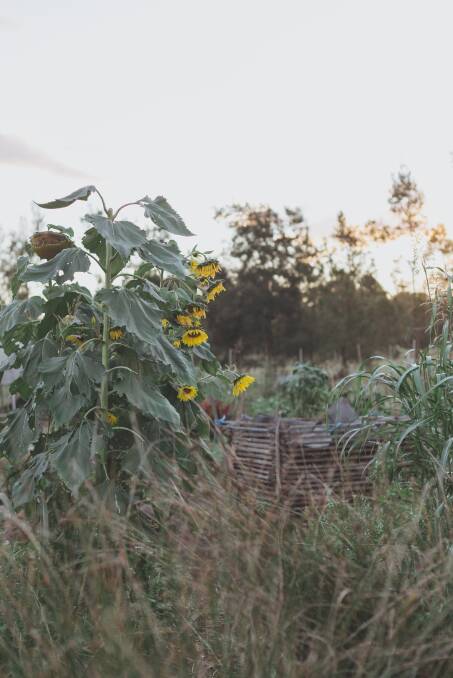 Permaculture first: Purple Pear is a working farm, and a place for education. Picture: Myf Garven