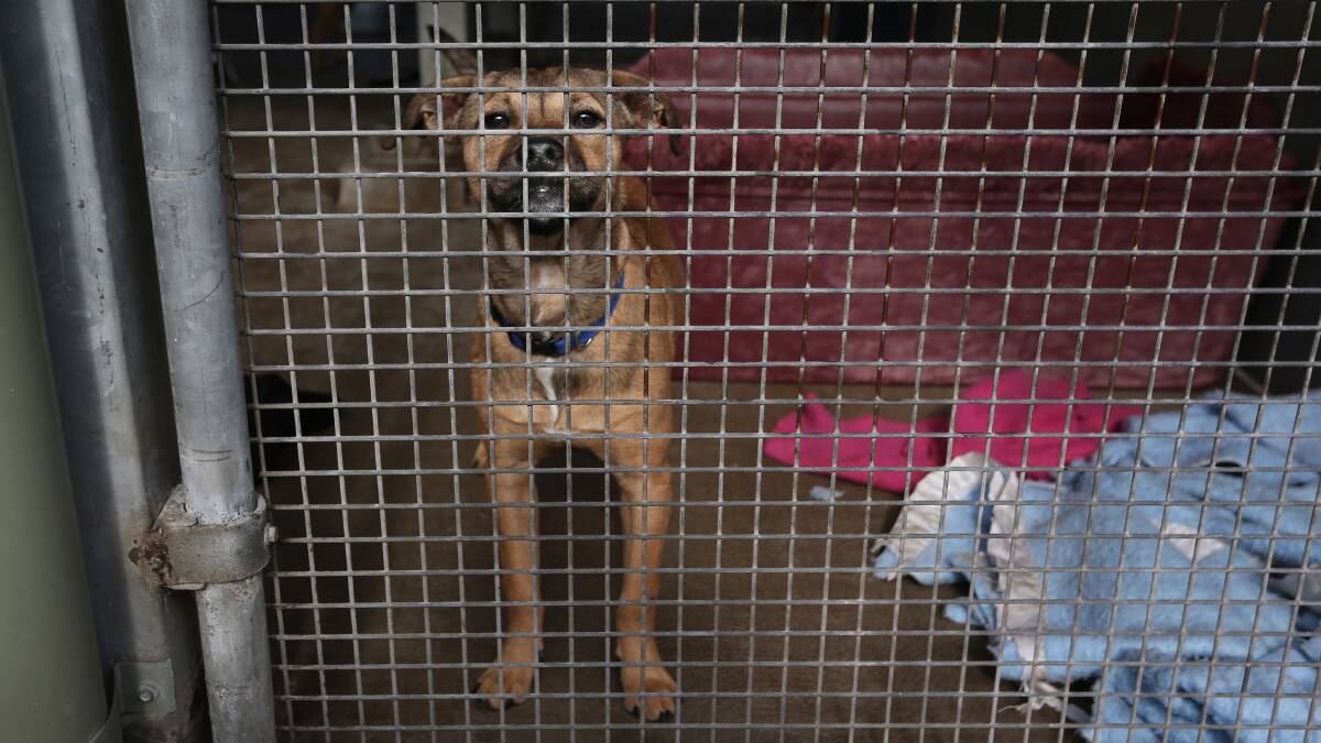 Waiting time: A canine at the RSPCA's Hunter Shelter in Rutherford. Picture: Simone De Peak