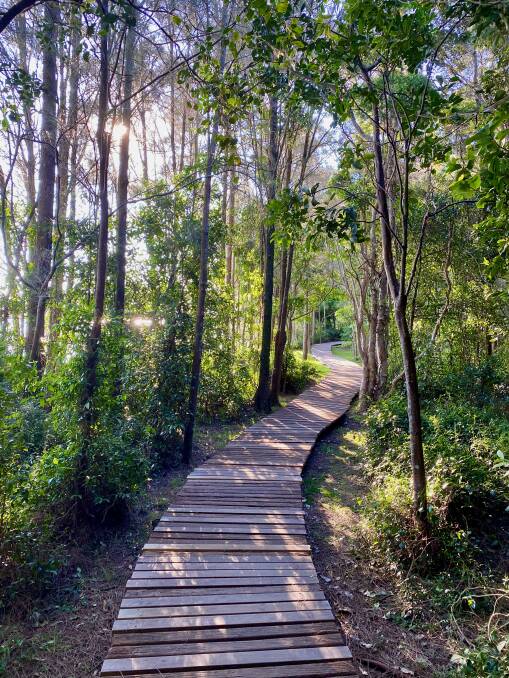 Green Point Foreshore Reserve rainforest boardwalk. Picture by Daniel Scott