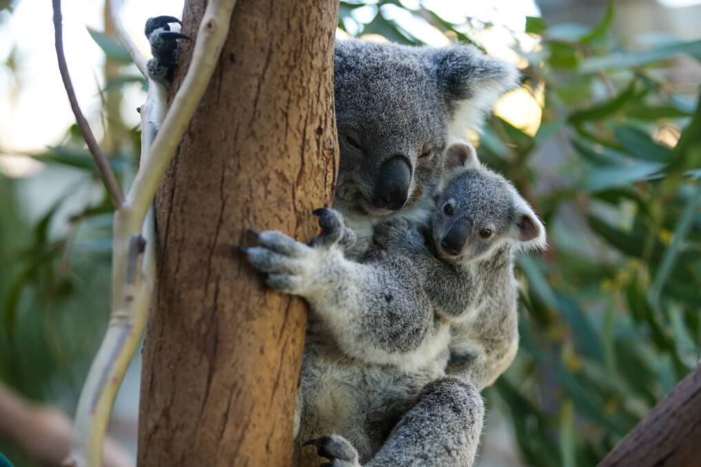 FAMILY TIME: Koala Karri with one of her babies at Oakvale Wildlife Park at Salt Ash.