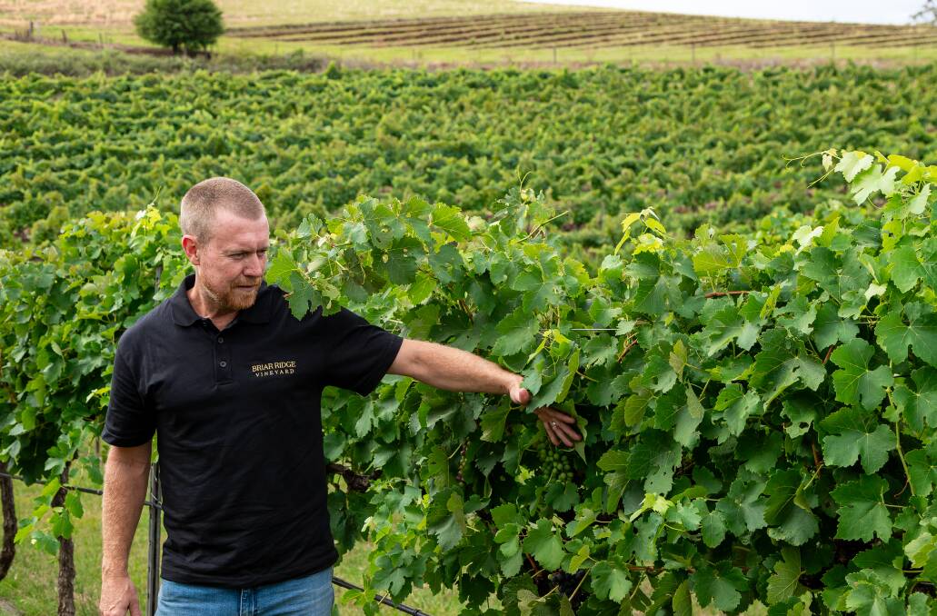 Andrew Duff, chief winemaker at Briar Ridge, inspect the vines.