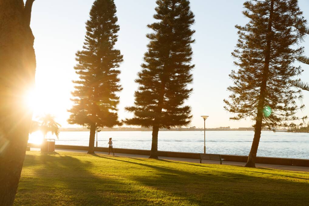 
ALONG THE HARBOUR: Norfolk Island pines along Wharf next to Newcastle Harbour. Pictures: Max Mason-Hubers