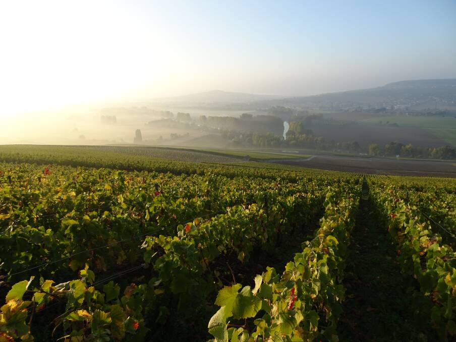 Yann Vadin-Plateau: "We farm seven different vineyards, across seven villages, each with their own, unique terroir."