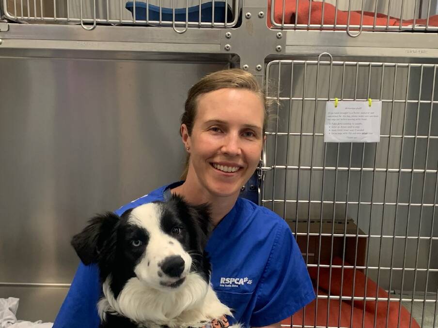 On alert: Hunter RSPCA veterinarian Dr Tilly Morgan with Reggie the border collie. "Some animals go downhill very quickly," after a tick bite, she says.