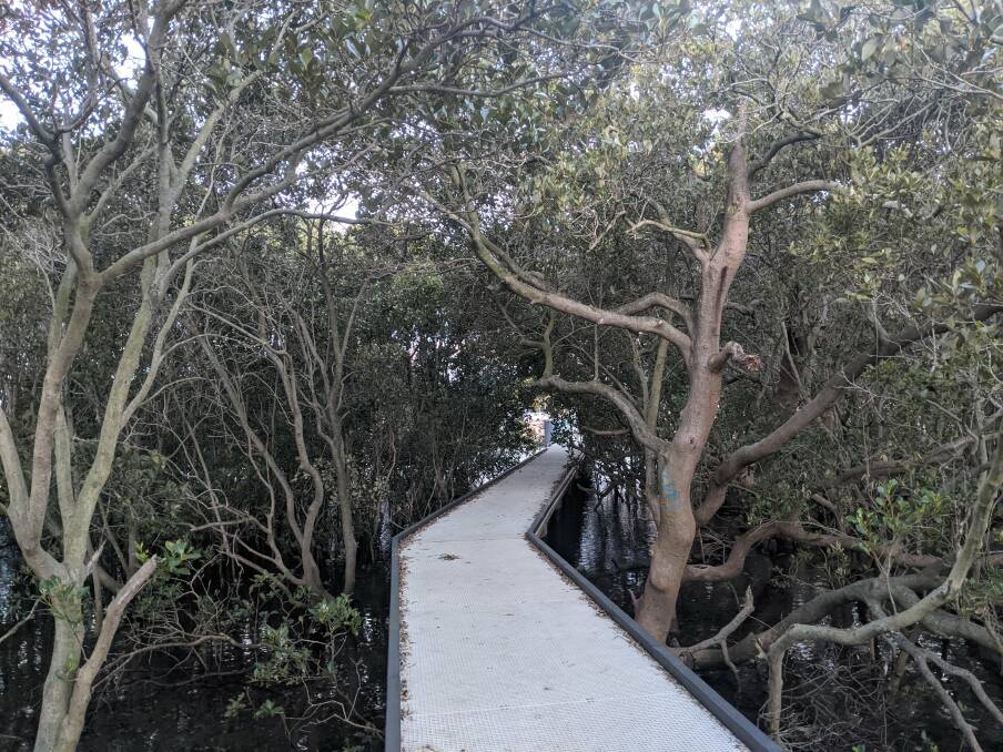 The mangrove boardwalk: You can spot bats at twilight and crabs during the day. Picture: Alex Morris