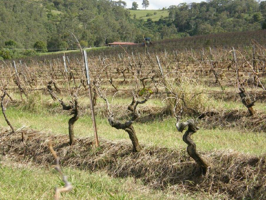 The 150-year-old vines on the Old Patch vineyard.