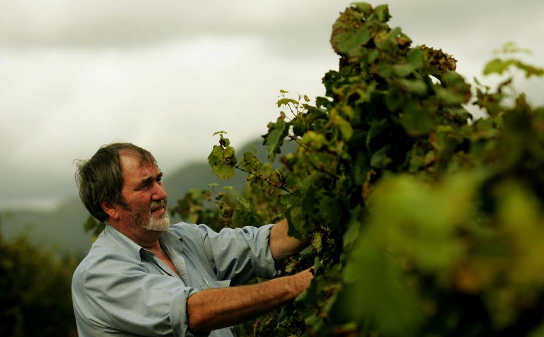 LIFESTYLE CHOICE: Winemaker Ian Scarborough tends to his grapes in Pokolbin in 2008.