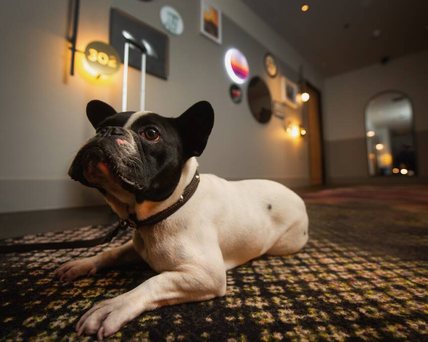 POOCH FRIENDLY: QT Newcastle will welcome guests to bring dogs, like Chuckles, under 20kg. Picture: Marina Neil