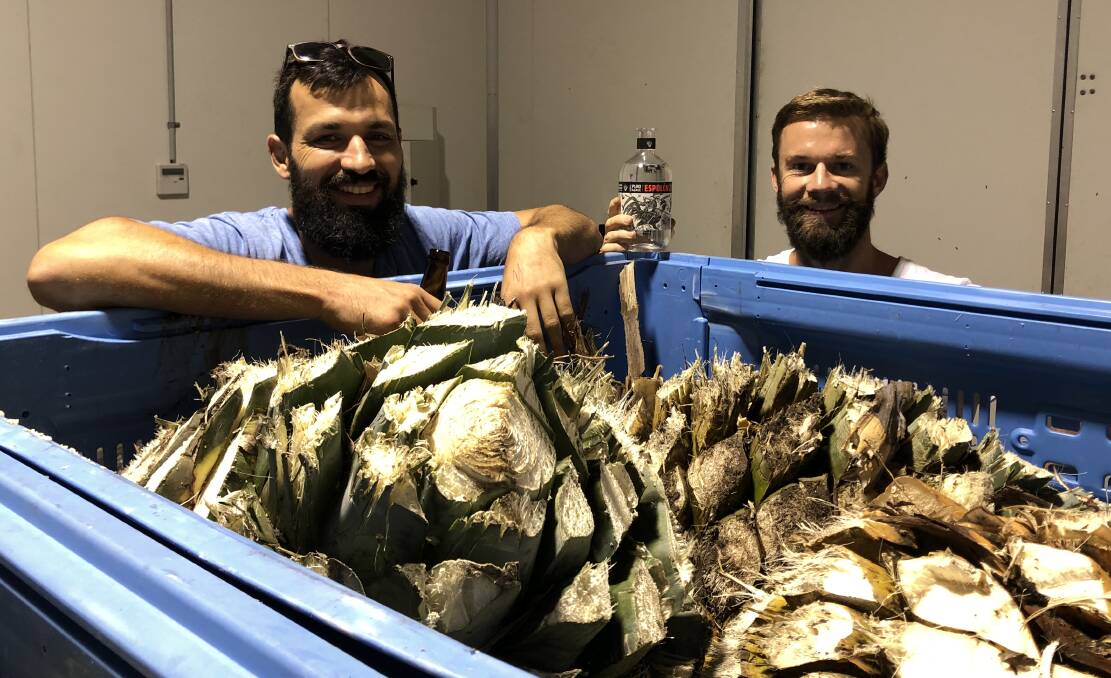 Hard yakka: Becker and McShaddock with their first crop of harvested blue agave.