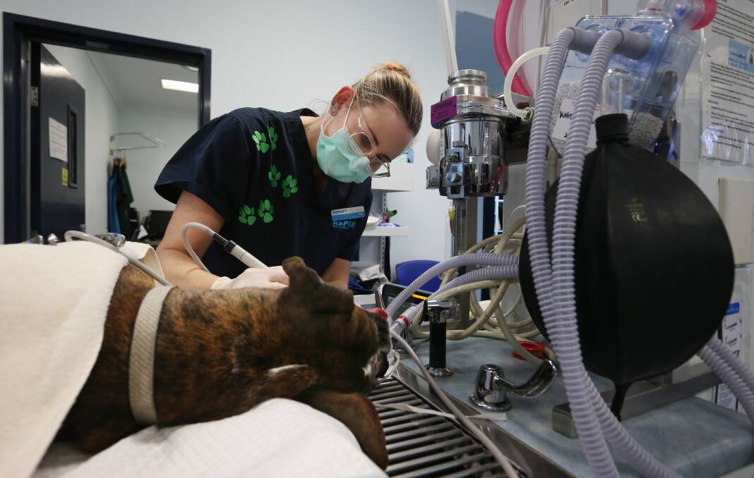 Every detail: Vet nurse Nat Harrison conducting a dental check and descaling on a patient. Every animal that comes into the shelter is given a full veterinarian health check. The clinic also treats private patients and has several thousand on its books. Picture: Simone De Peak