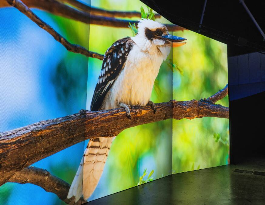 A kookaburra onscreen in one sequence of Our Country.