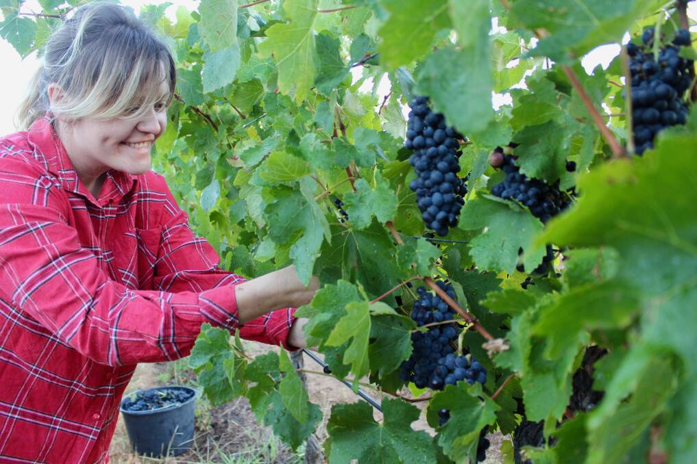 Worth smiling about: Grape picker Lisa Hambly in the Hunter Valley. Picture: Daniel Honan