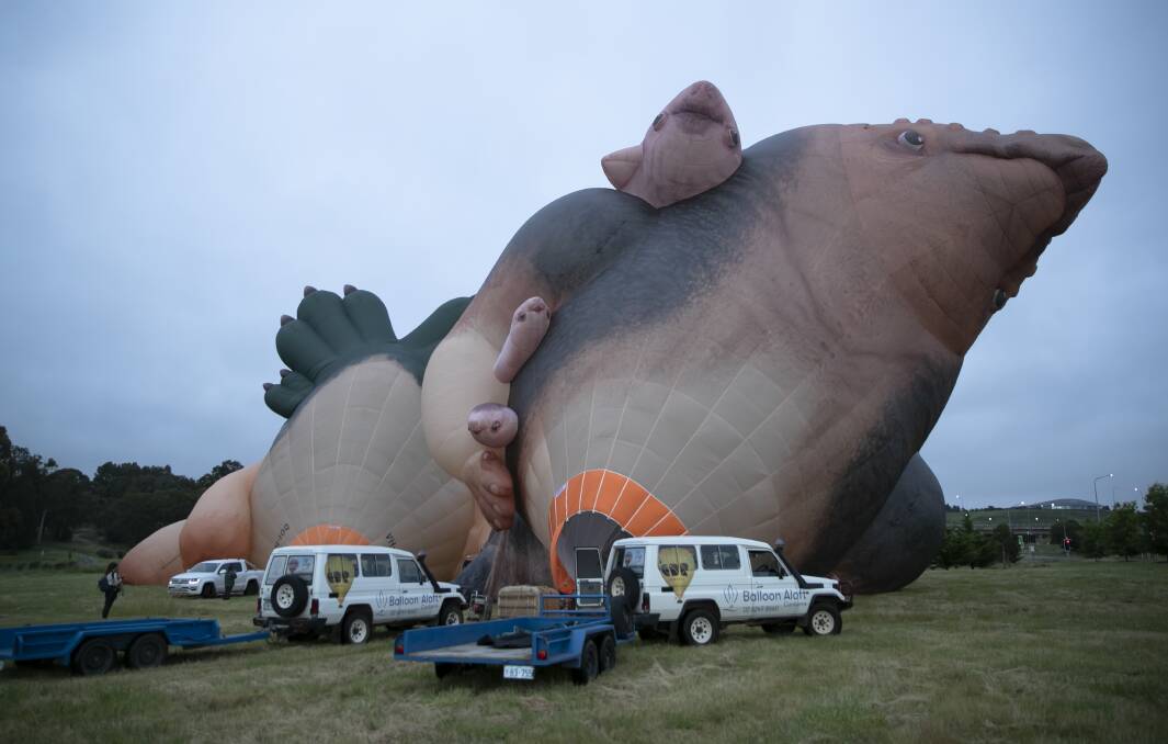 Touring: Skywhale and Skywhale Papa before taking to the skies. Picture: Keegan Carroll