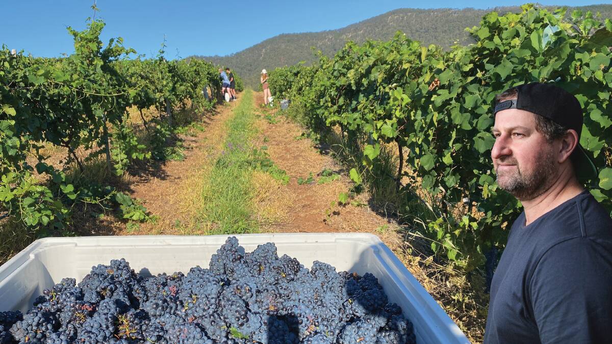 Winemaker Usher Tinkler (inset) on Wednesday with the first pick of his 2024 vintage of pinot noir grapes at Pokolbin in the Hunter Valley. 