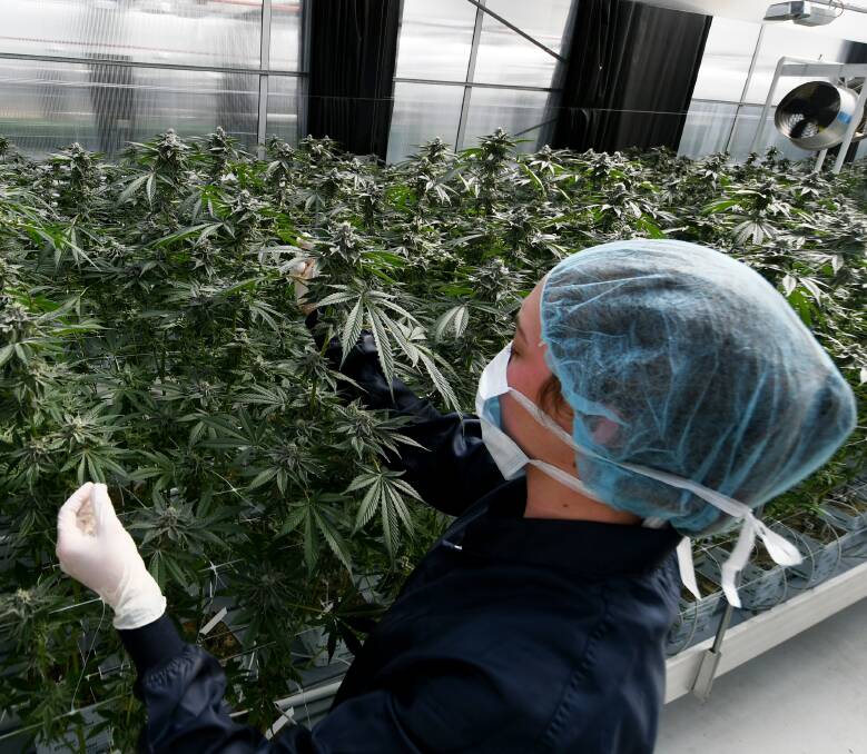 HARVEST: An ANTG staff member checks the medical cannabis plants.
